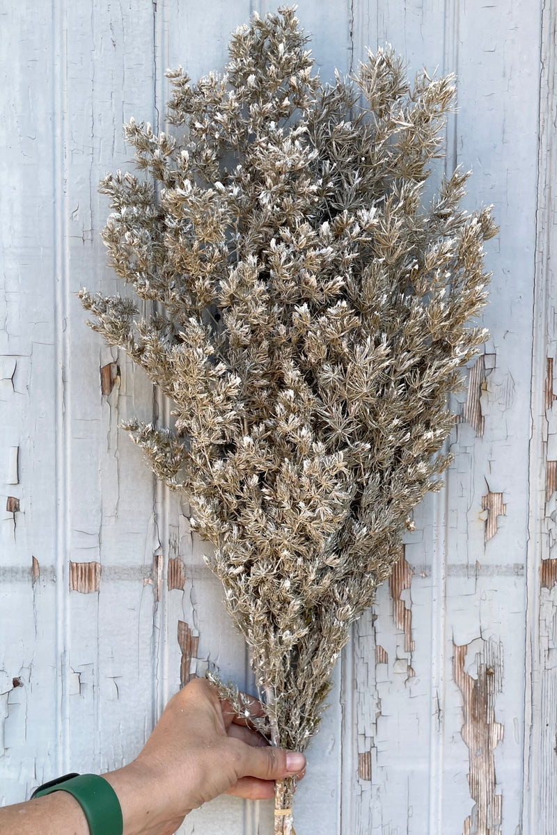 Dusty White colored preserved bunch of Asparagus Ming Fern 