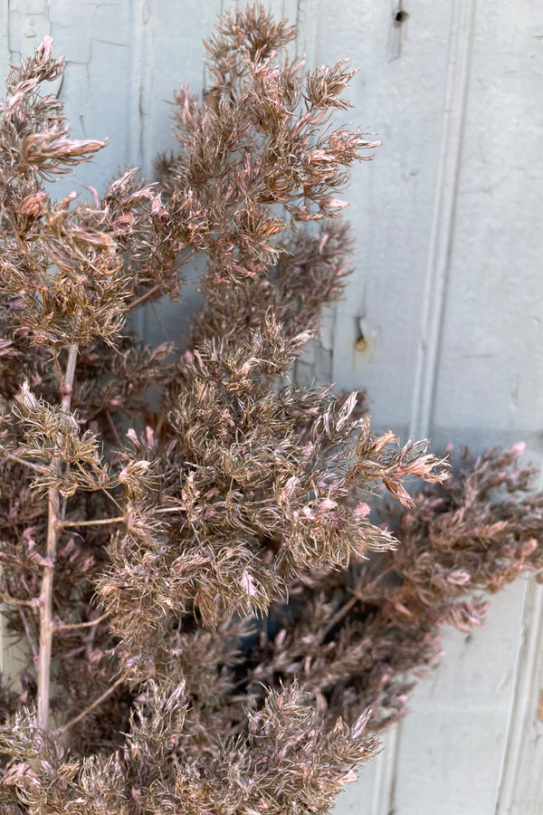 Asparagus Ming preserved in a dusty pink color detail of the tips