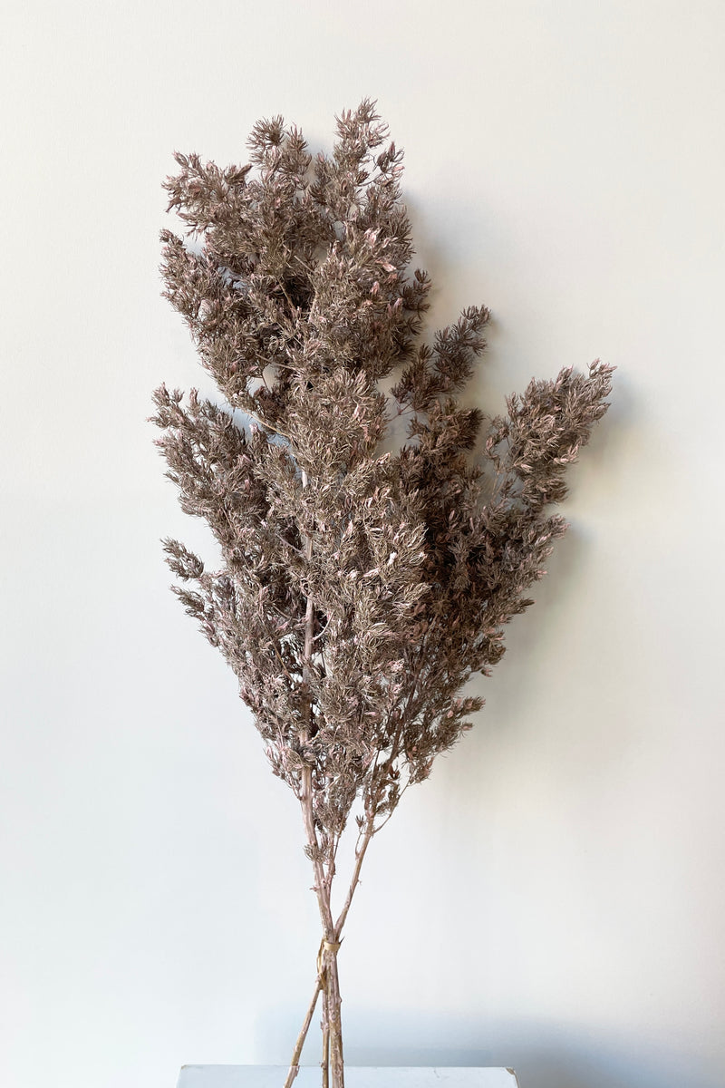 A bunch of Asparagus Ming in a Dusty Pink color preserved against a white wall