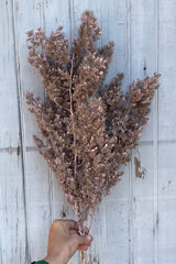 A bunch of preserved dusty pink asparagus fern against a wood wall. 