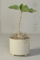 Simon Footed Cachepot by Homart planted with a plant in a white room.