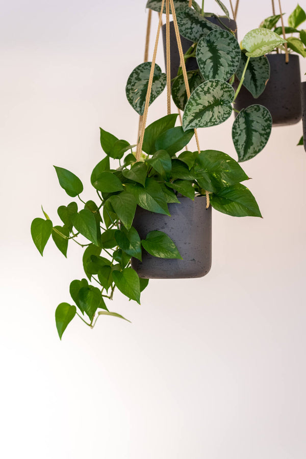 Potter Pots Hanging Charlie planter in black wash extra small potted with a Pothos plant
