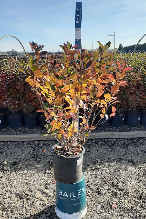 black chokeberry plant in a #5 growers pot in an outdoor growers hoop setting ©Bailey Nurseries