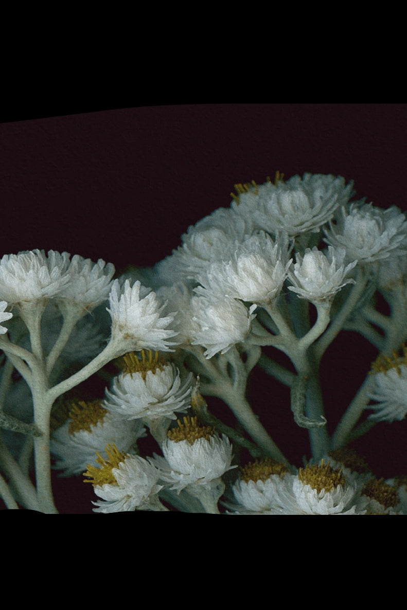 Close-up of white Everlasting flowers with yellow centers on a dark background ©Raoul & Simone