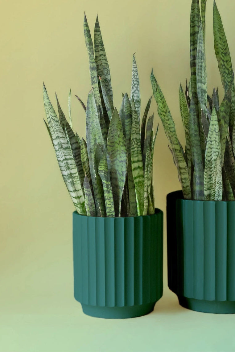 Rainforest Green Monroe Planter potted with snake plant plants with striped leaves on a light yellow background ©Jungle Club