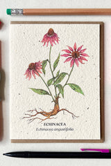 Echinacea seeded card showing the front of the card with pencils surround it on the top and bottom.