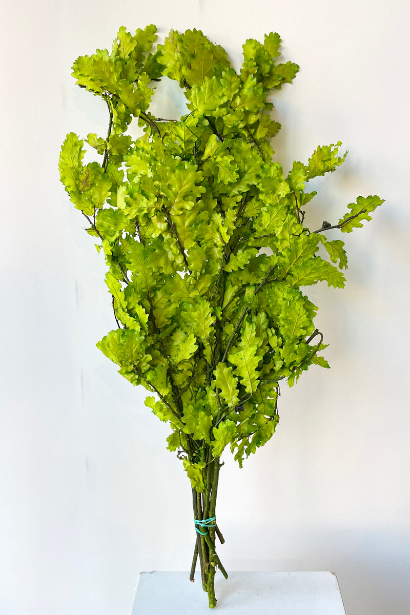 Chartreuse colored Quercus bunch against a white wall