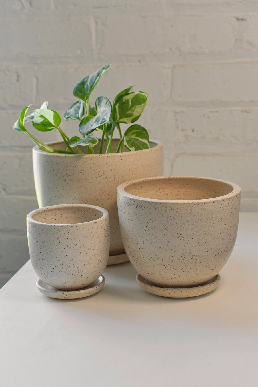 Three cream speckle tabletop ceramic planters of different sizes with a plant on a light surface. ©Little Fire Ceramics