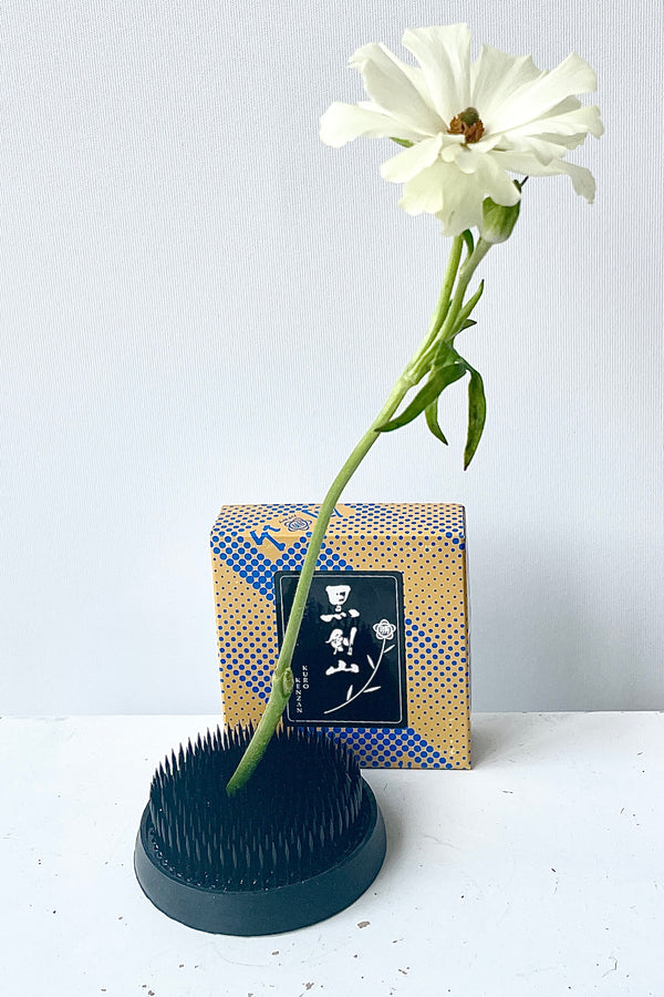 A medium size Kenyan holding a white flower against a white wall. 