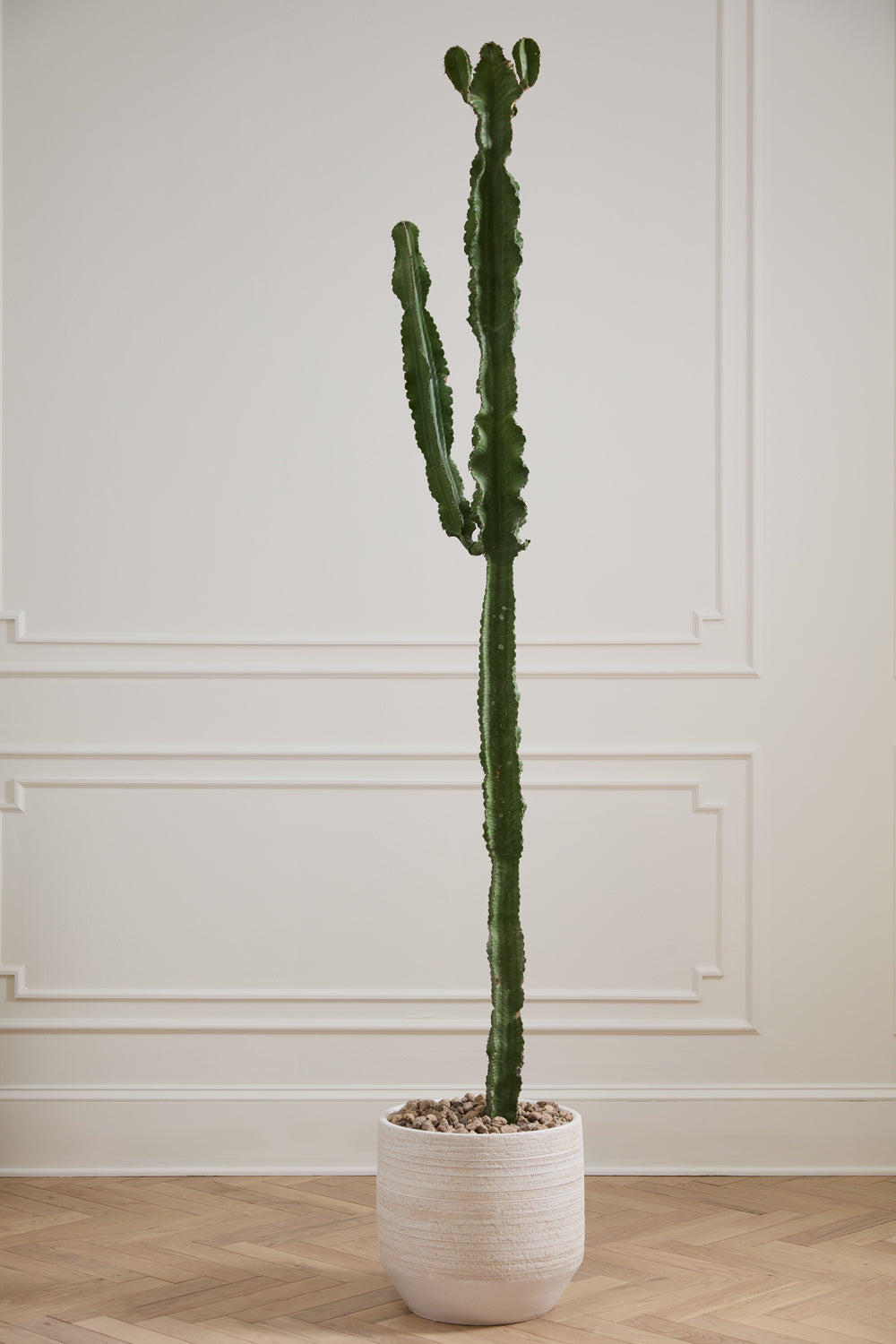 Tall cactus plant in a Ray white pot against a light-colored wall. ©Accent Decor