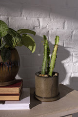 Brown Hawthorne pot planted with a Euphorbia and sitting a wood side table in front of a white painted brick wall.