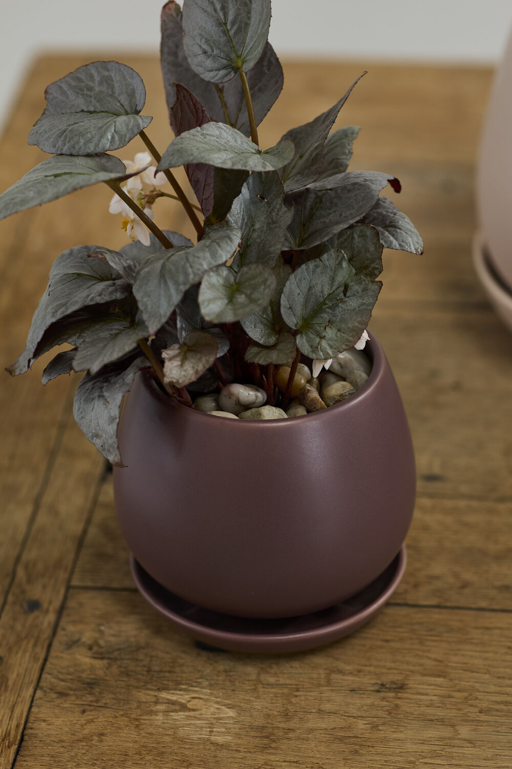 Potted plant in a Dalton pot on a wooden surface ©Accent Decor
