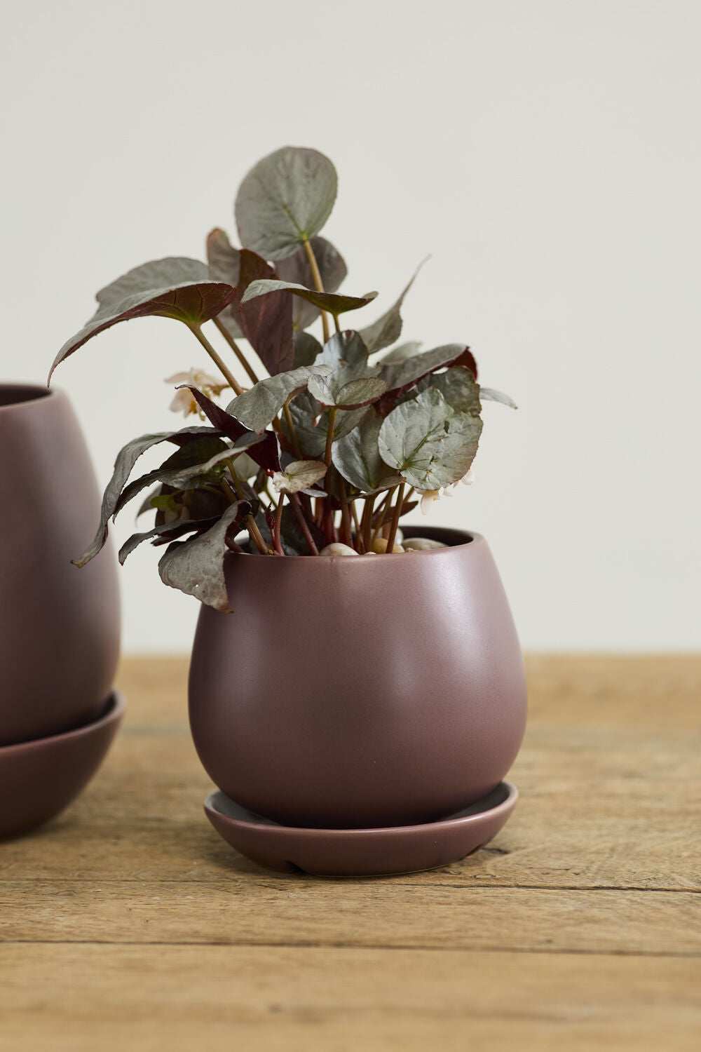 Small potted plant in a Dalton purple brown pot on a wooden surface with a plain background ©Accent Decor
