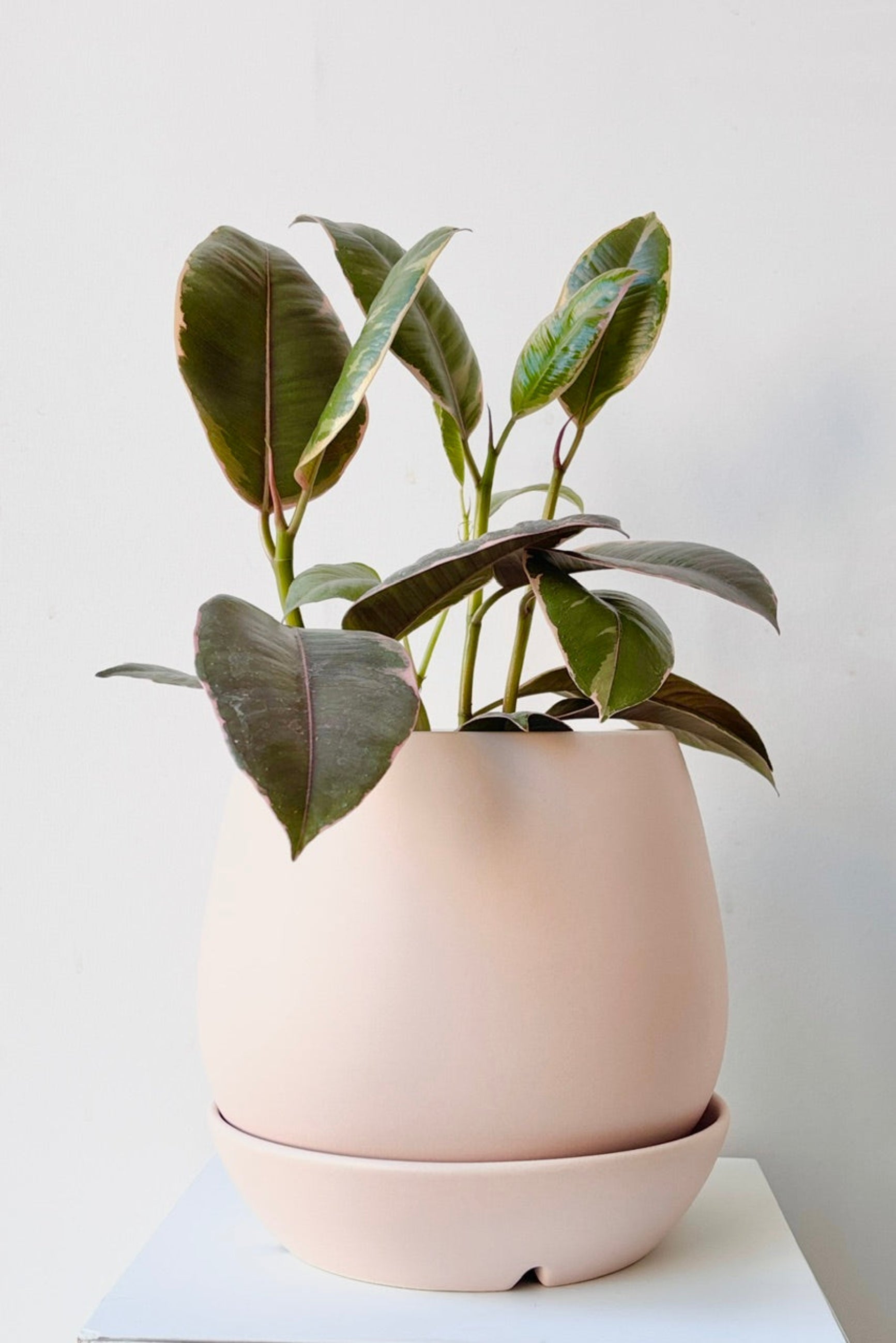 Dalton pot with plant against a white background ©Sporout Home
