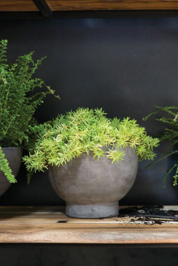 Row of potted plants, with the center one being a Newport pot, on a wooden shelf against a dark wall ©Accent Decor