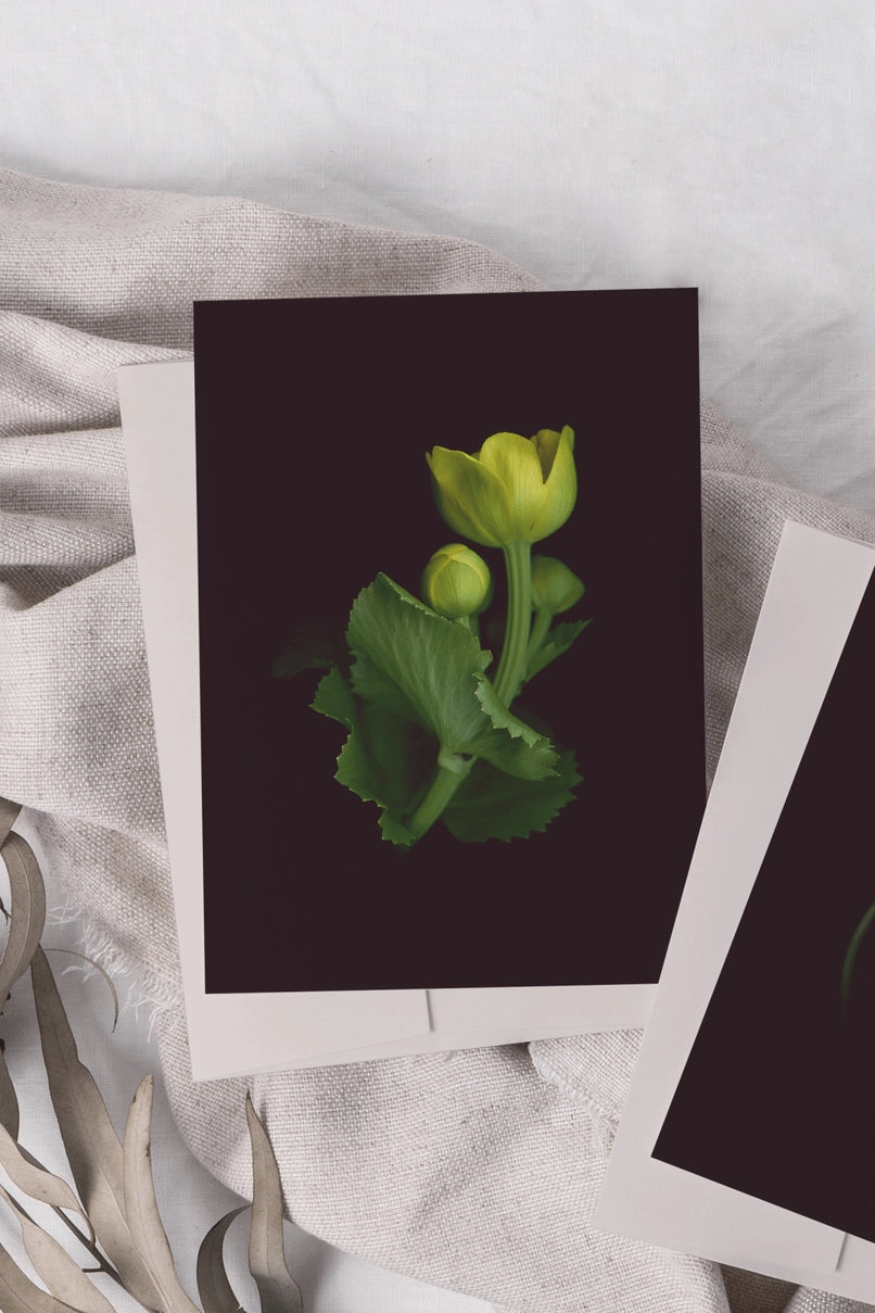 Two framed botanical prints of flowers on a textured surface with a cup. ©Raoul & Simone