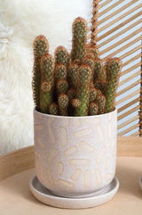 Sundae white pot planted with a cactus sitting on a wood tray.