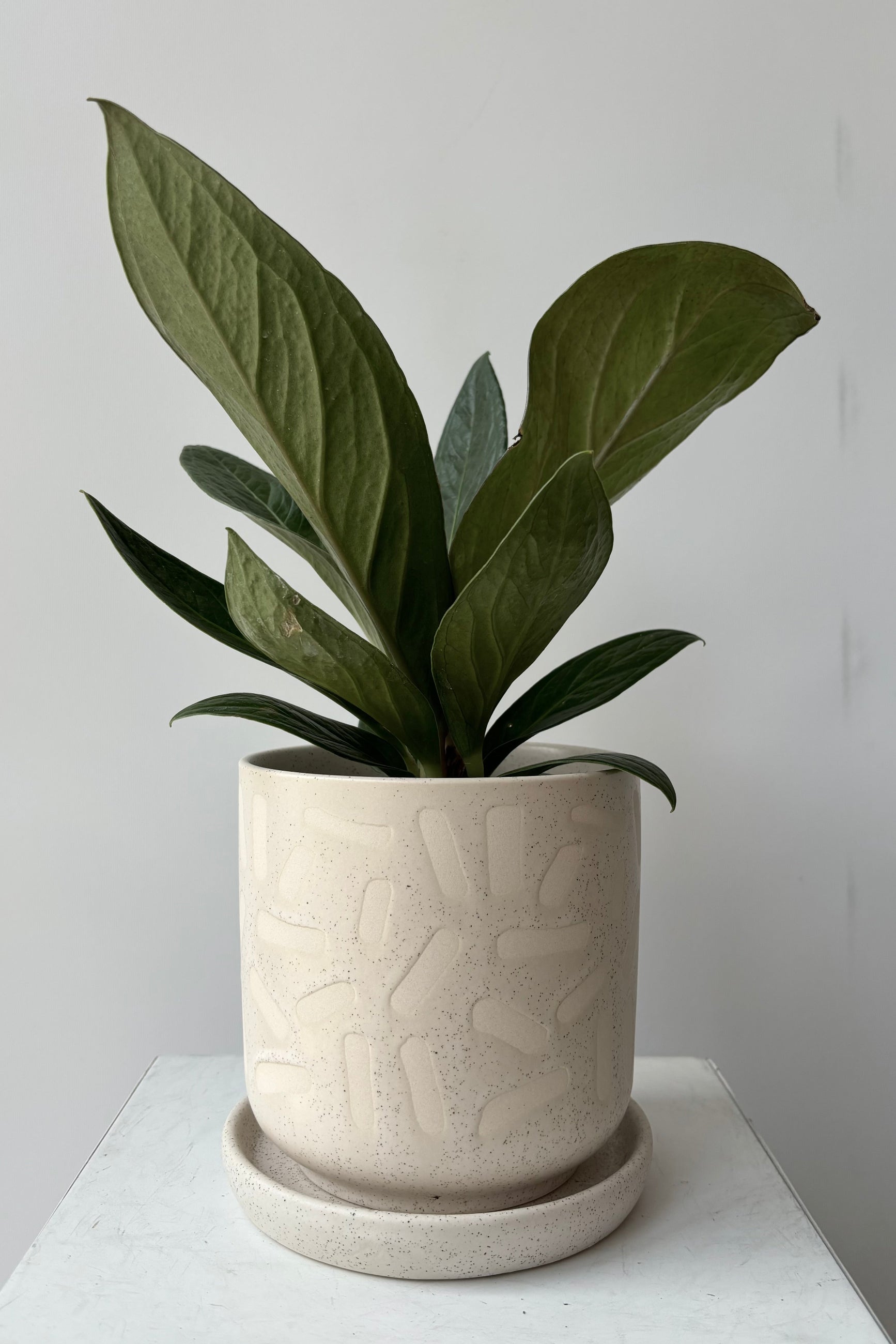 The Sundae Pot displayed with a green plant against a grey wall ©Sprout Home