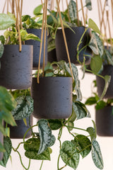 8 planted and hanging Potter Pots Hanging Charlie planter in black wash extra small.