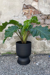 Black Metal Compote Pot with an Alocasia 'Low Rider' 6" plant inside. 