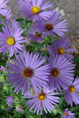 Aster o. 'October Skies' blooms with bright yellow centers and green foliage growing outdoors. ©Elite Growers