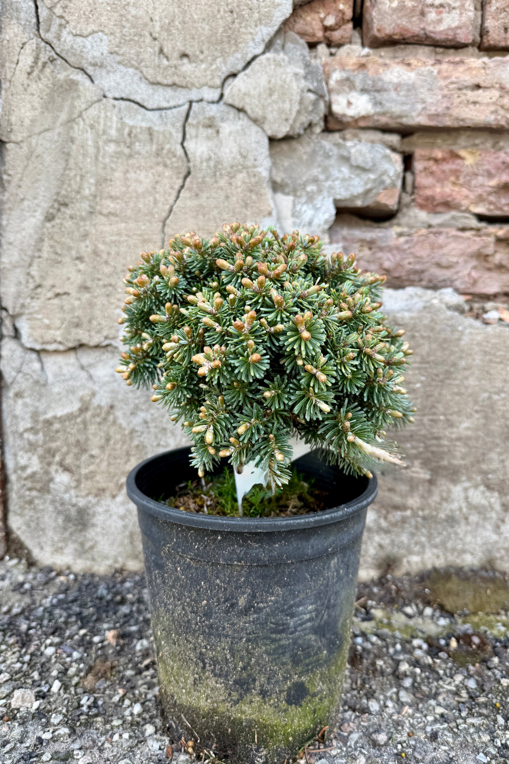 Abies koreana 'Blauer Eskimo' (M) #1 at SPROUT HOME