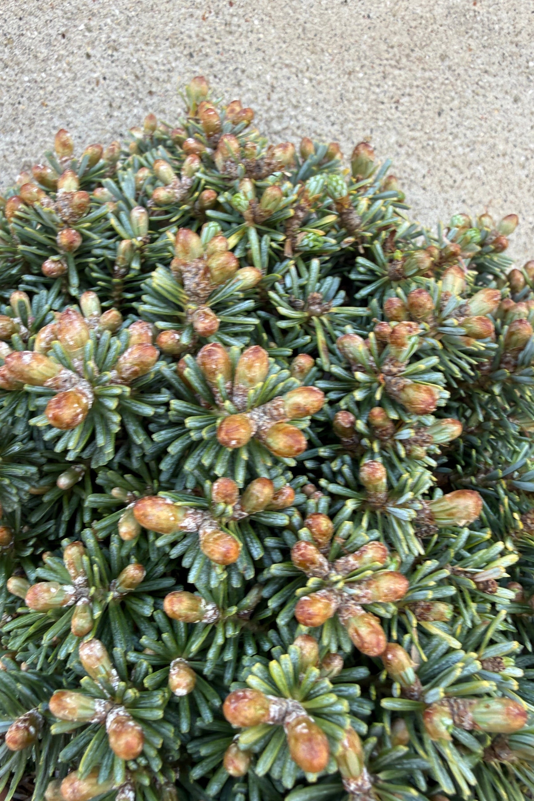 Close-up of a Abies koreana 'Blauer Eskimo' coniferous plant with green needles and small buds at the ene of April on a textured surface. ©Sprout Home