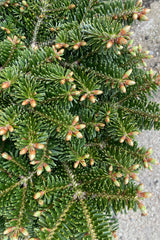 Detail picture of the needle like foliage and cones in early may of the Abies 'Starker's Dwarf'