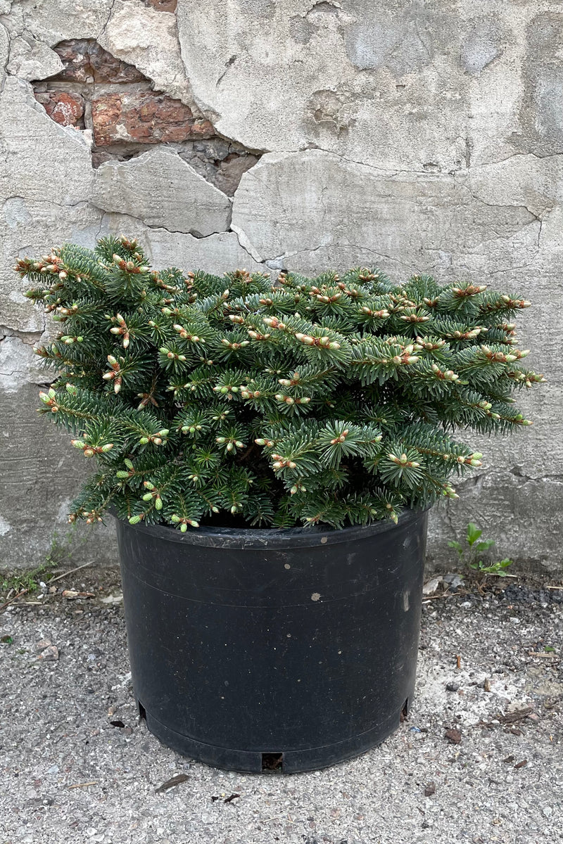 Abies 'Starker's Dwarf' in a #3 pot size the beginning of May showing off its flat top and fresh growth in front of a concrete wall. 