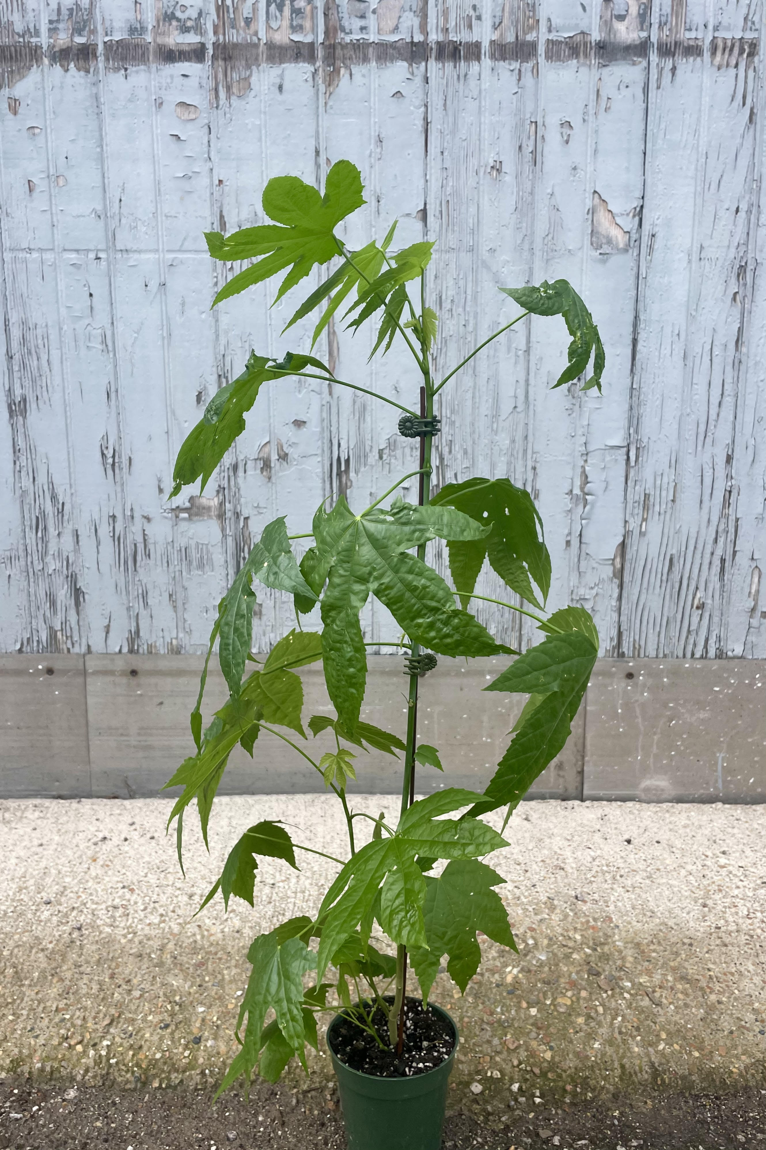 Photo of an Abutilon 'Red Tiger' in a green pot against a gray wall. The plant is slender with large five-pointed leaves. It is sometimes called a "flowering maple."