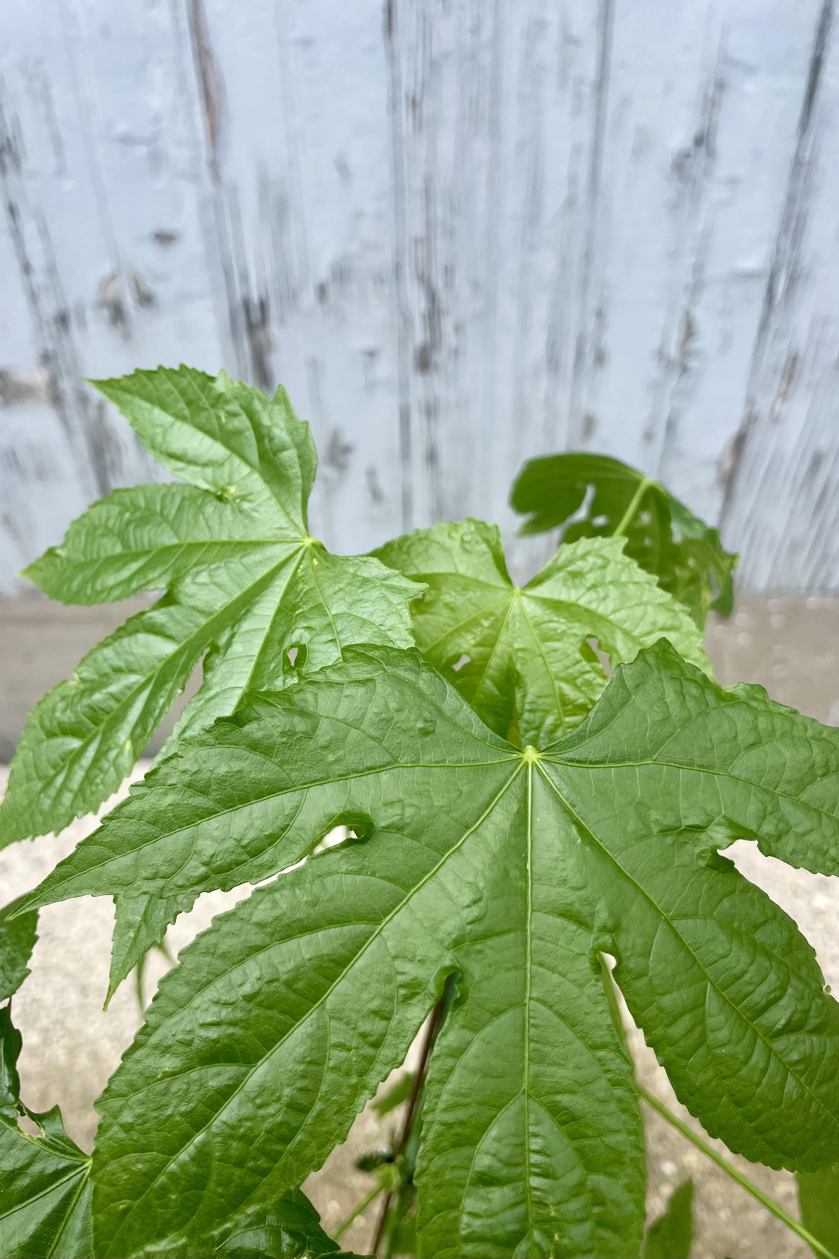 Close photo of the five-pointed green leaves of Abutilon "Flower Maple" against a gray wall.