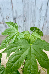 Close photo of the five-pointed green leaves of Abutilon "Flower Maple" against a gray wall.