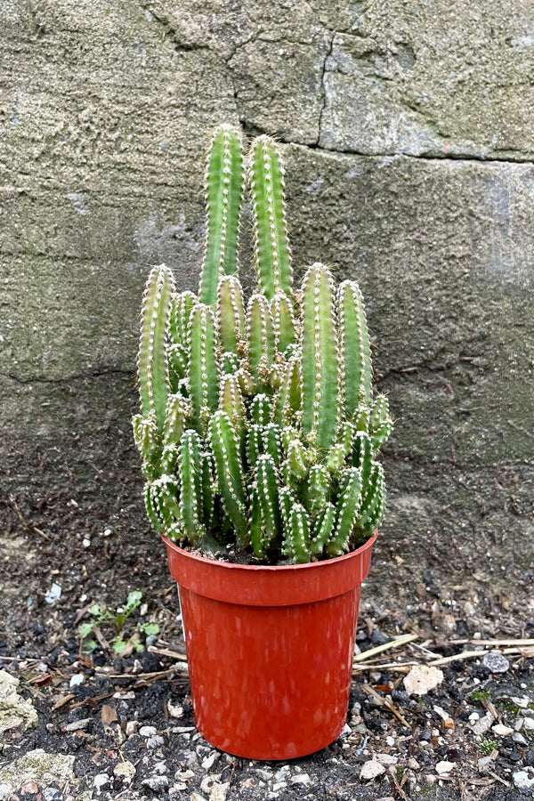 Photo of a Cactus in an orange pot against a cement wall. The cactus is Acanthocereus tetragonus or "Fairy Castle" Cactus. The small stems grow in dense clusters at varying heights with each edge covered in short bristly spines.