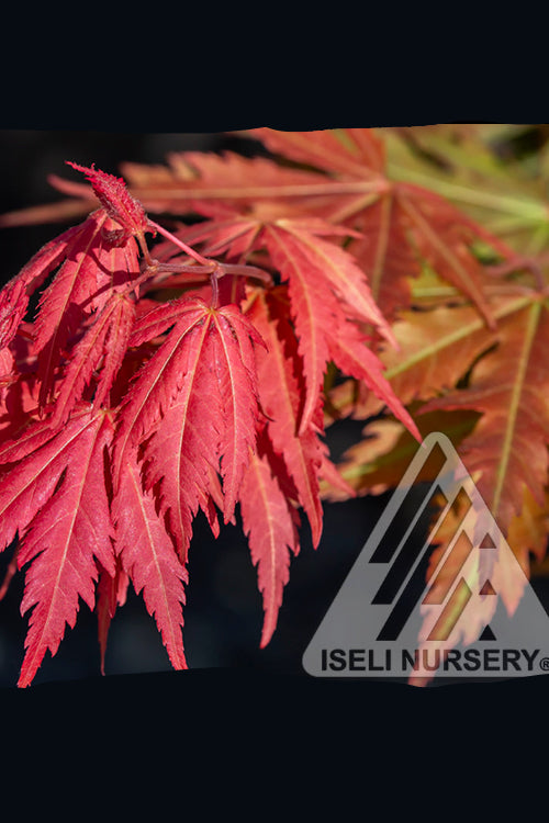 Acer x pseudosieboldianmum 'North Wind' #6 at SPROUT HOME