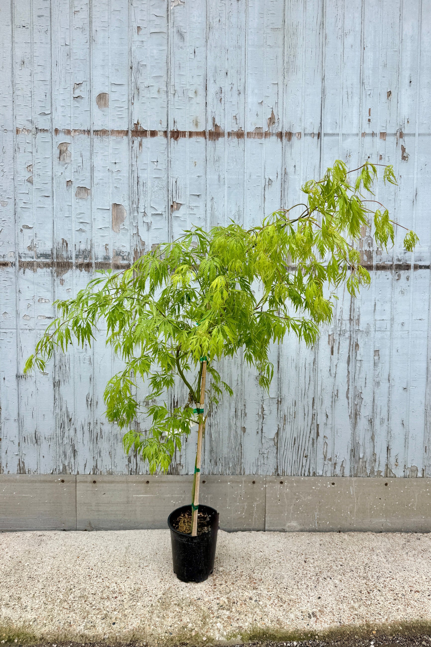 Young Acer palmatum var. dissectum 'Germain's Gyration'  in a #1 pot in early spring against a textured light blue wall ©Sprout Home