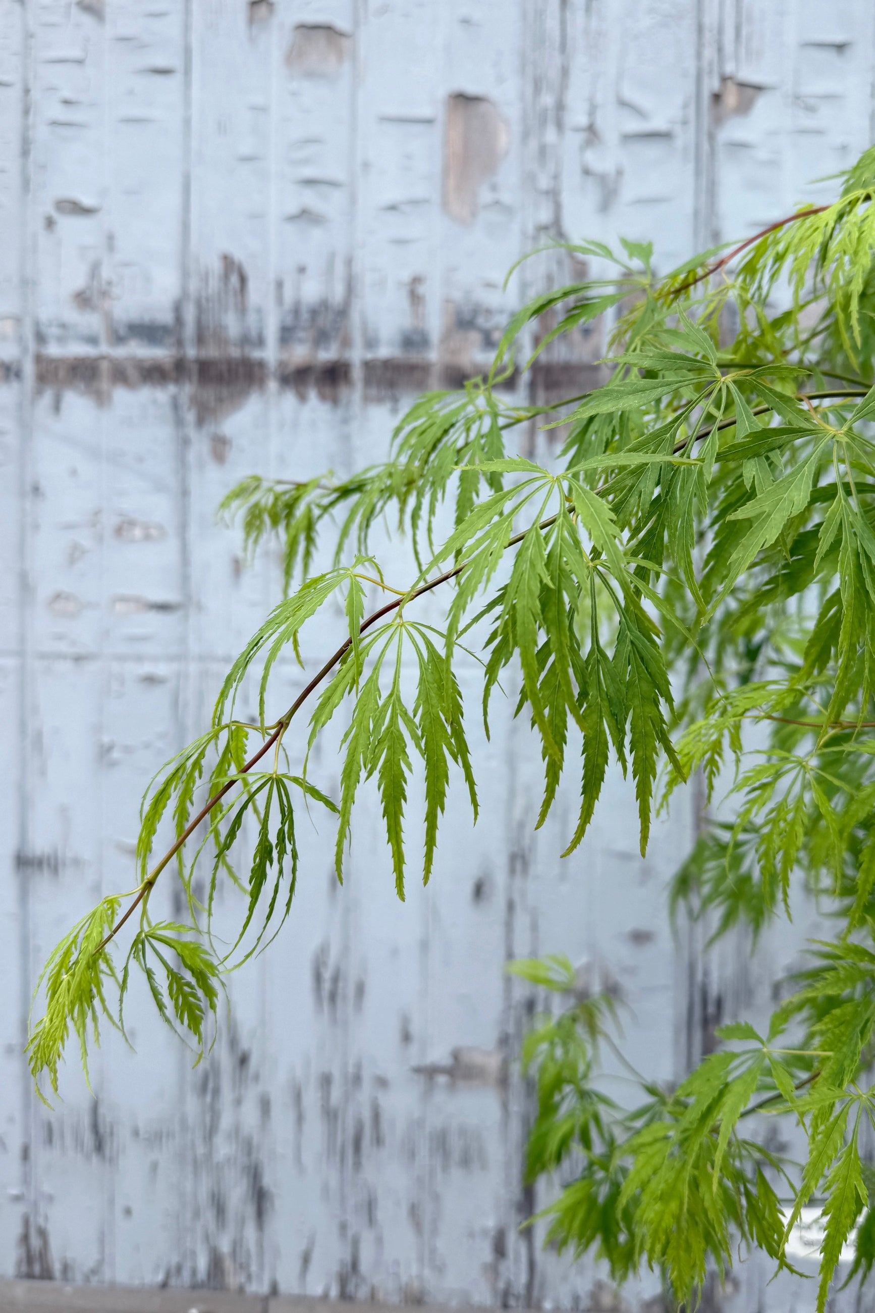 Acer palmatum var. dissectum 'Germain's Gyration' leaves up close showing the chartreuse green cut leaves ©Sprout Home