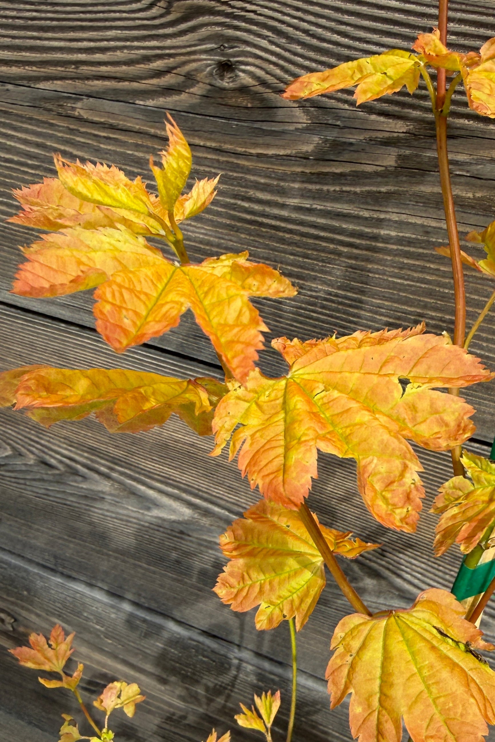 Yellowed leaves on the Acer circinatum 'Sunglow' in spring up close on a wooden surface ©Sprout Home