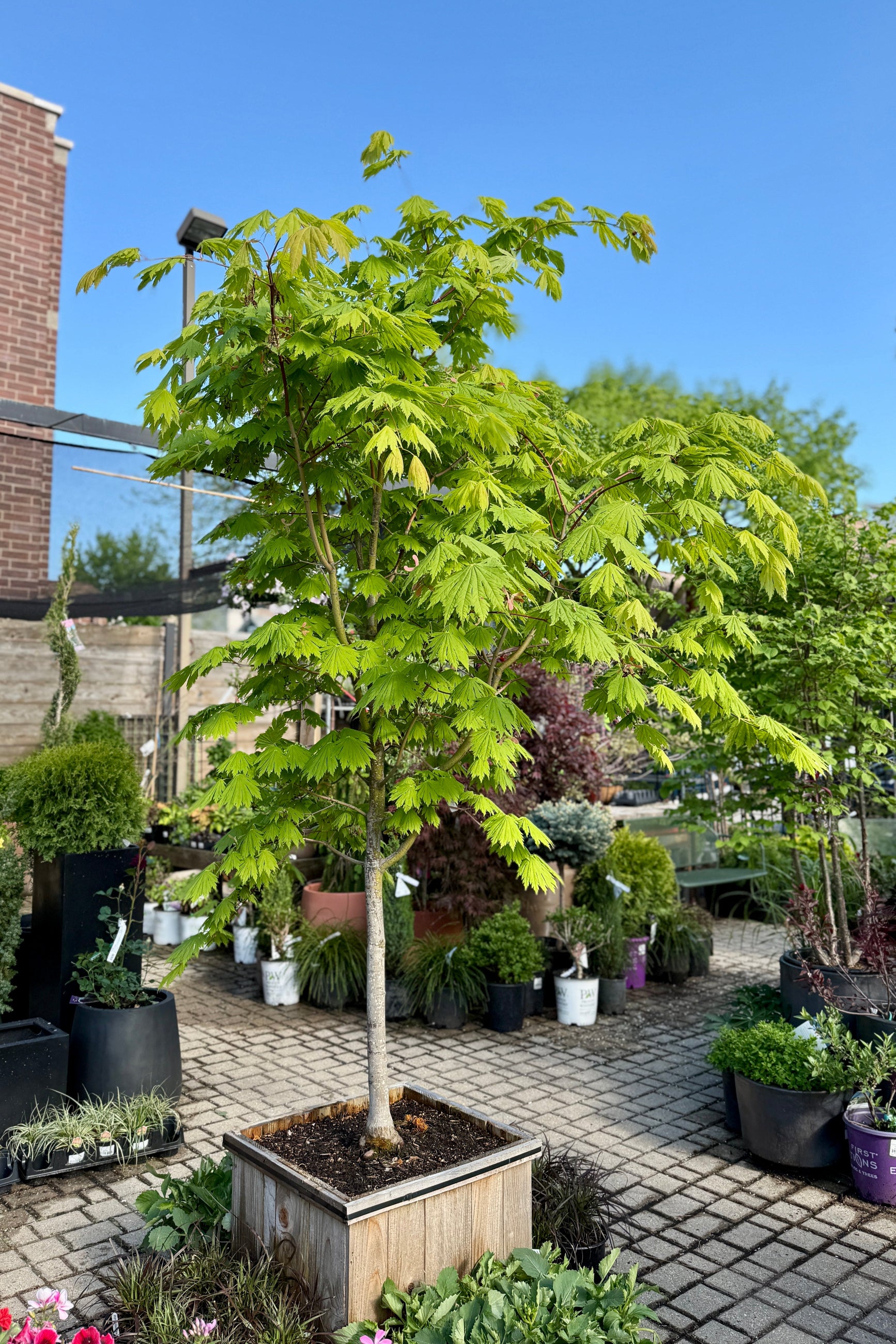 Acer japonicum 'Rising Sun'  in a #20 growers box the beginning of May ©Sprout Home