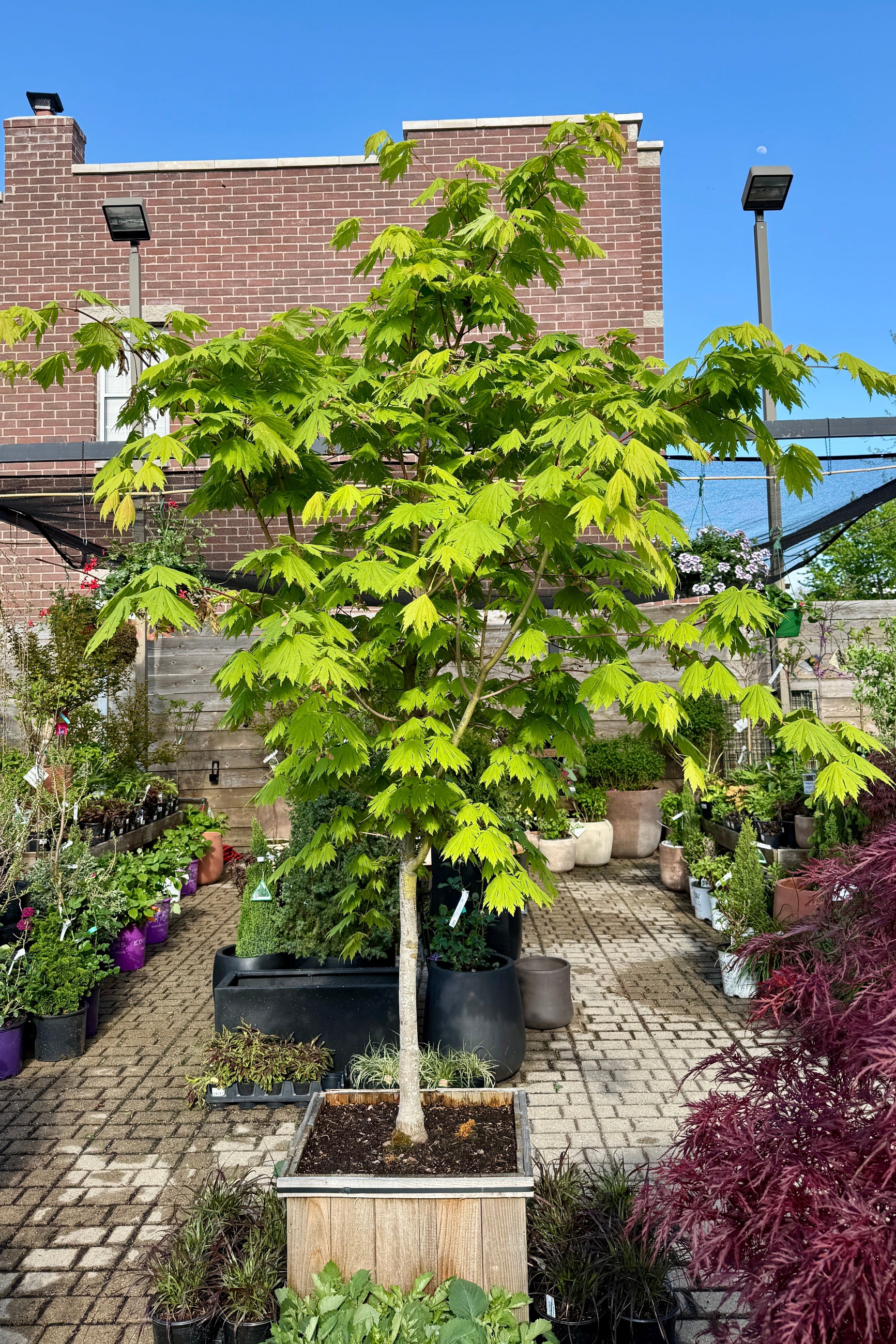Acer japonicum 'Rising Sun'  in a #20 growers box the beginning of May ©Sprout Home