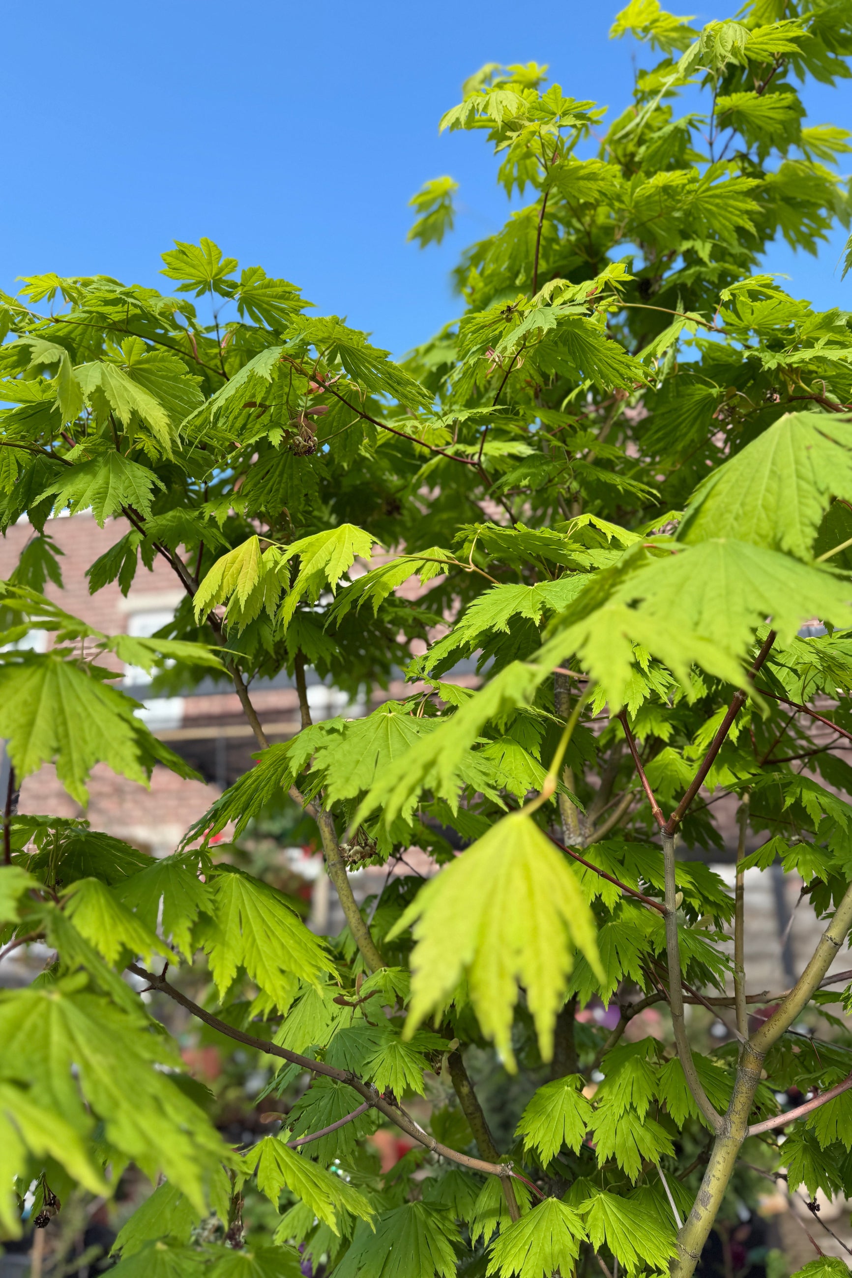 Acer japonicum 'Rising Sun' showing its bright chartreuse leaves up close  the beginning of May ©Sprout Home