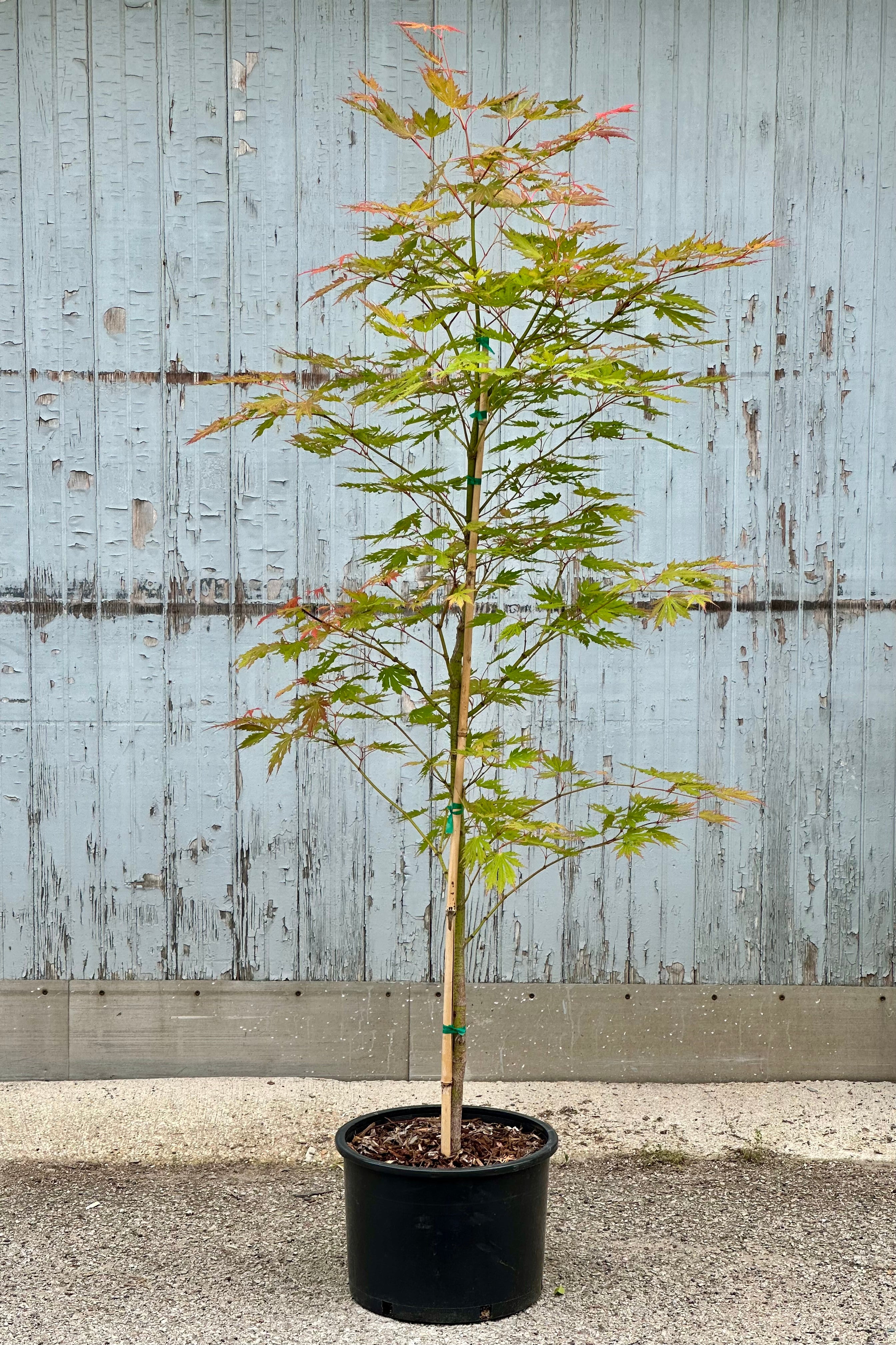 The Arctic Jade Maple in a #6 growers pot the beginning of June with its light green leaves with touches of light red.