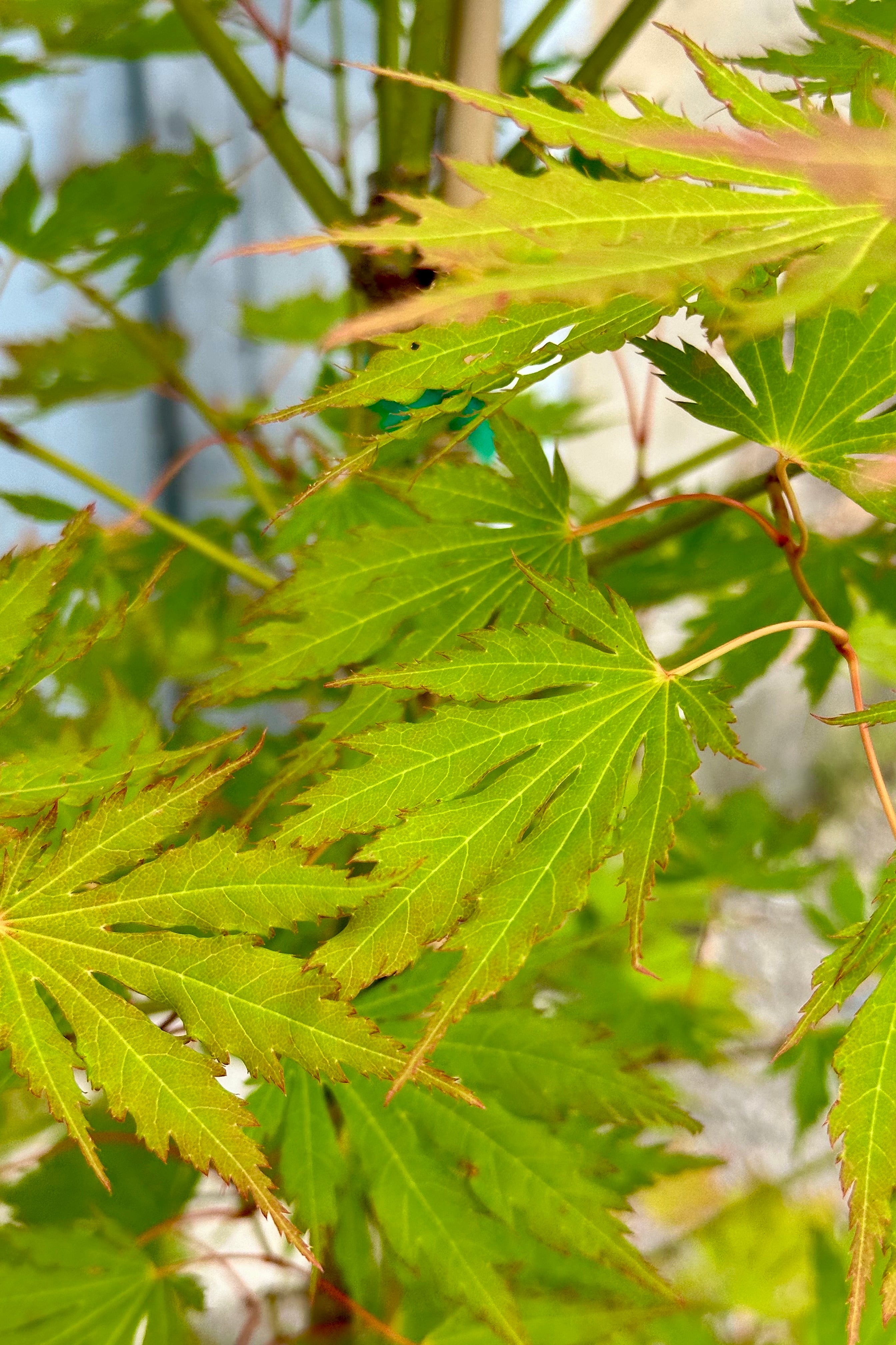 Acer x pseuosieboldianum 'Arctic Jade' leaves the beginning of June showing the serrated light green leaves with touches of light red. 