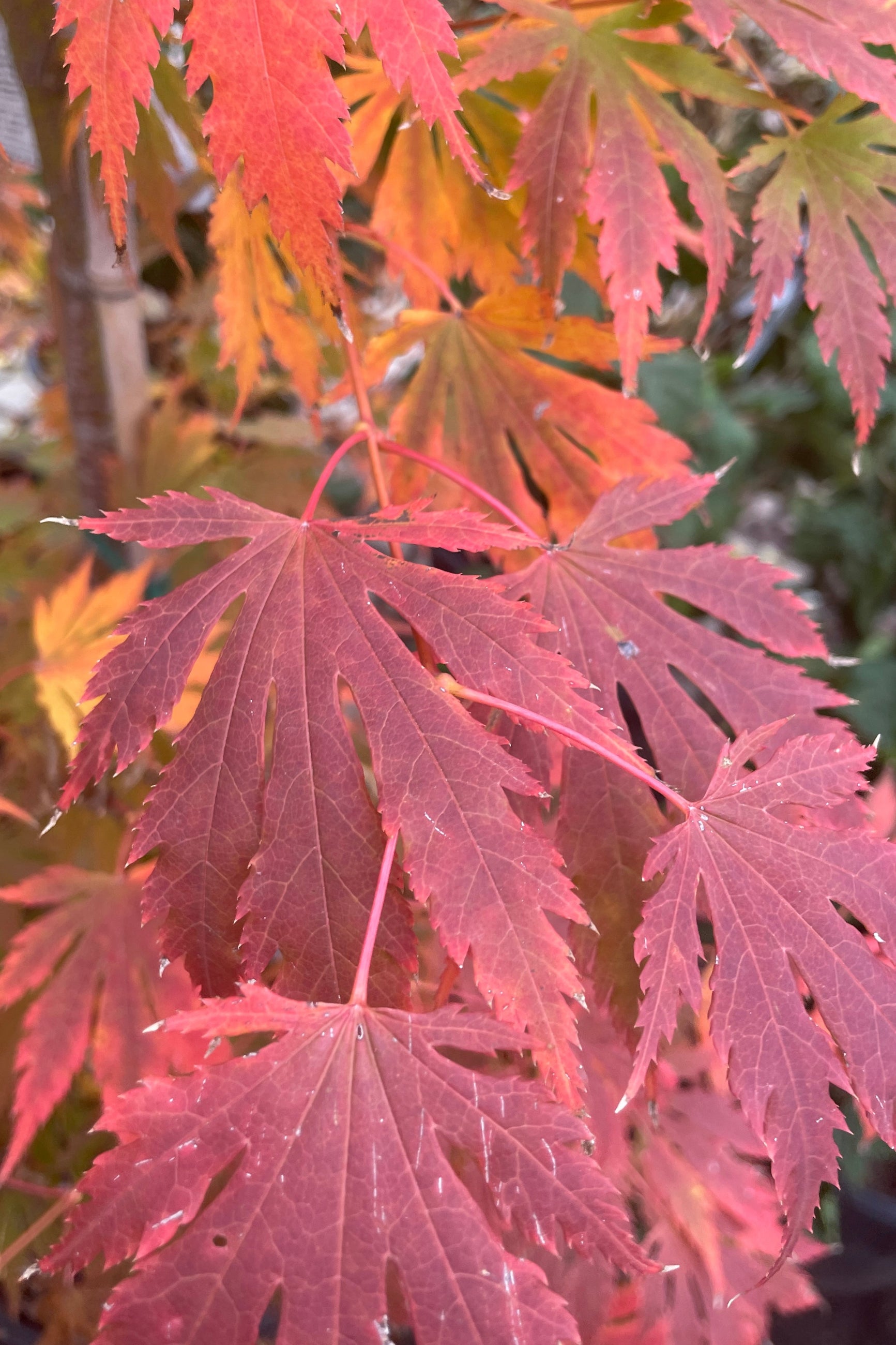 The fall coloration of red and orange leaves of the Acer 'Arctic Jade' in October just before leaf drop.  ©Sprout Home