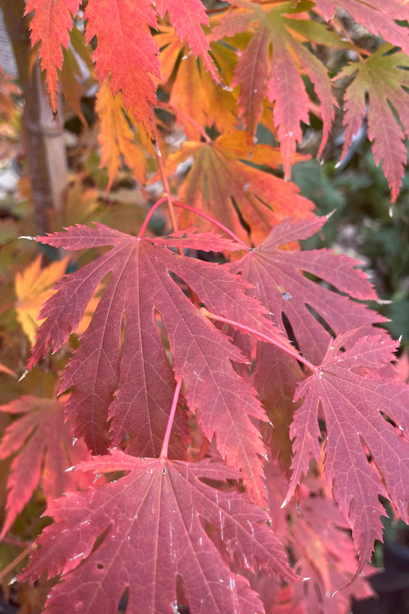 The fall coloration of red and orange leaves of the Acer 'Arctic Jade' in October just before leaf drop. 
