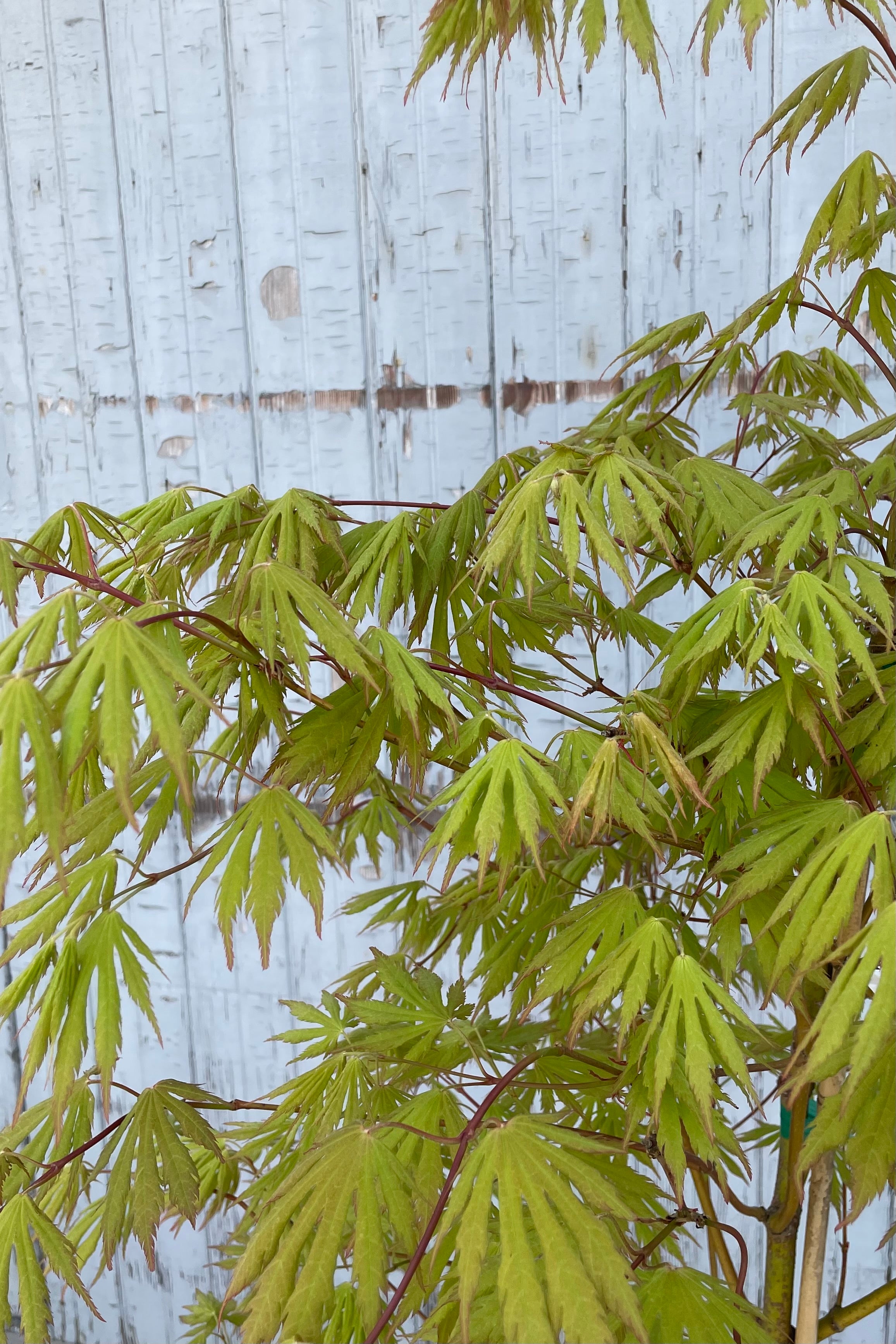 Detail image of the serrated bright green leaves and red stems of the Acer 'Arctic Jade' the beginning of May