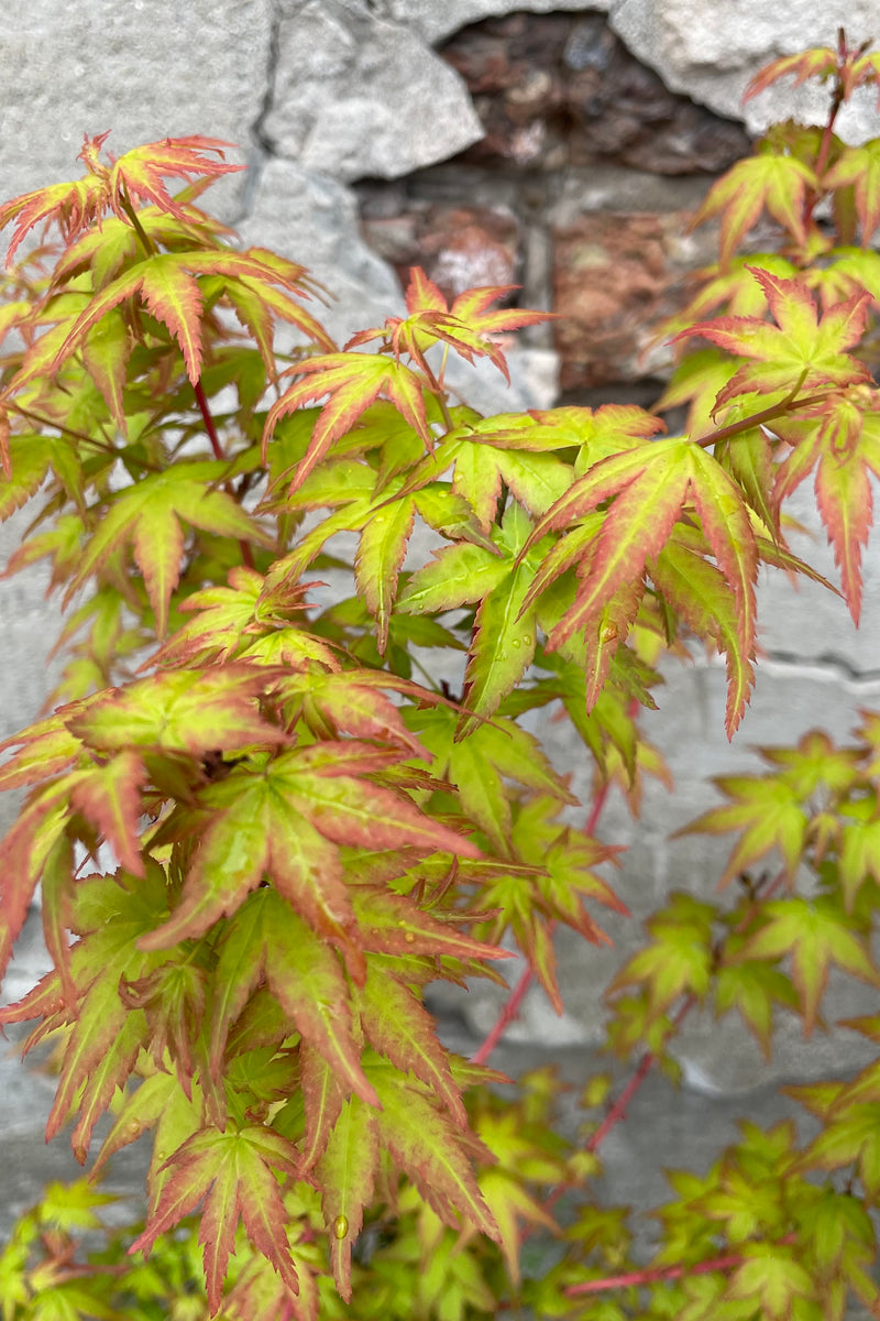 Acer 'Bihou' up close showing the chartreuse and red tinged maple leaves middle of May