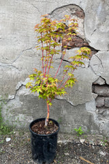 Acer palmatum 'Bihou' in a #1 growers pot the middle of May standing upright with its chartreuse and red tinged leaves in front of a concrete wall. 