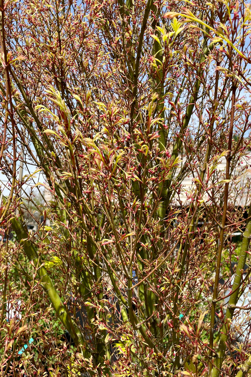 Detail of the green limbs and yellow to pink early spring foliage opening up on the 'Butterfly' Japanese maple. 