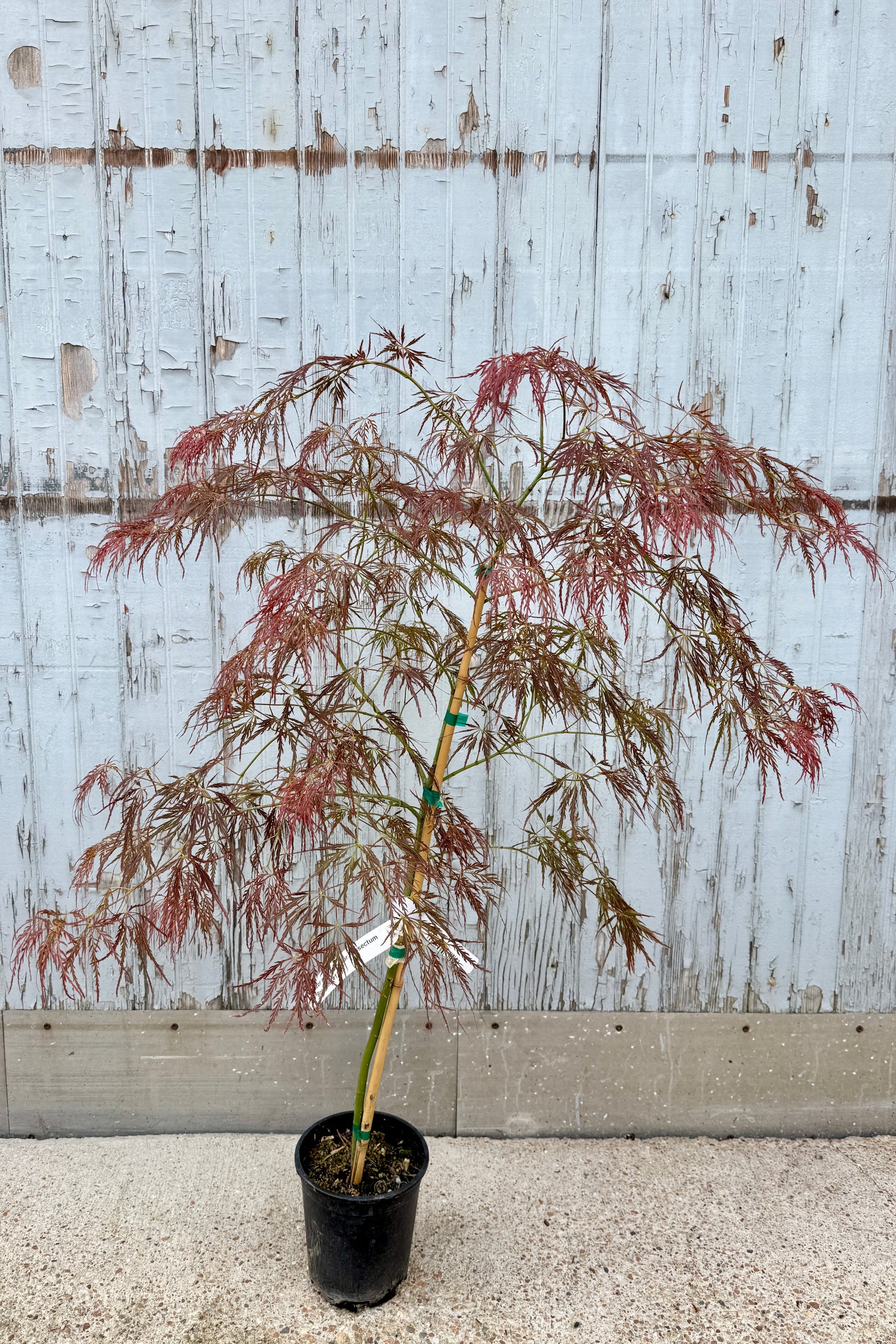 Acer palmatum var. dissectum 'Brocade' in a #1 growers pot in late April with red and green leaves against a wooden fence. ©Sprout Home