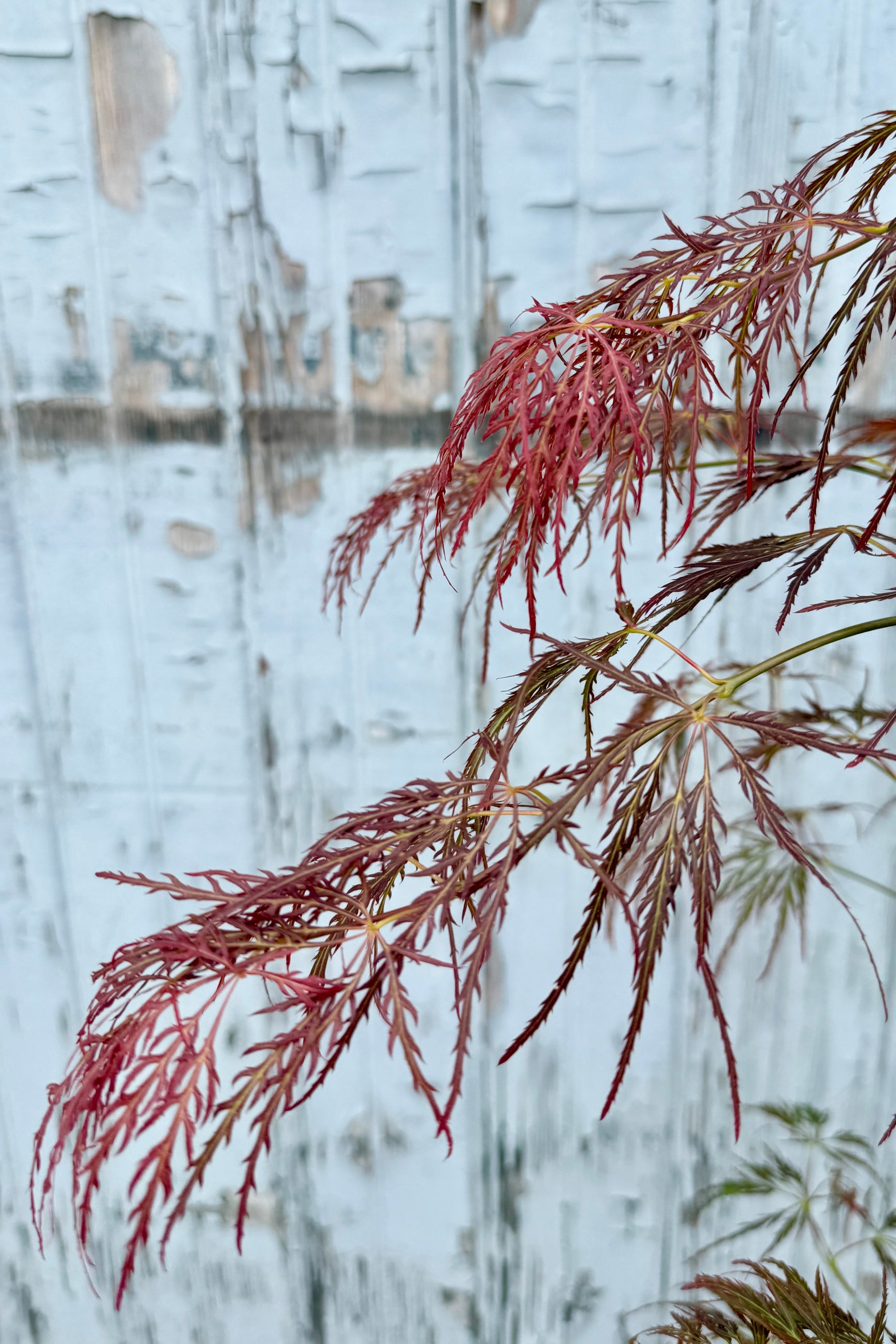 Reddish-brown leaves in early spring of the Acer palmatum var. dissectum 'Brocade' against a blurred natural background ©Sprout Home